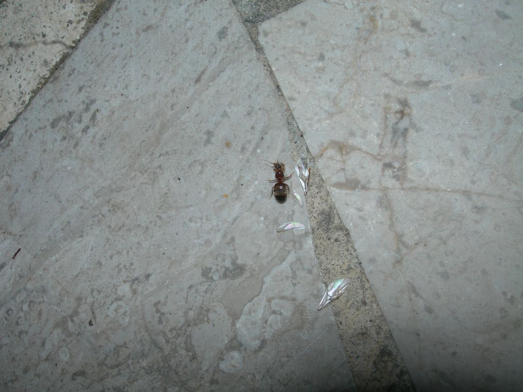 Formica regina da id.